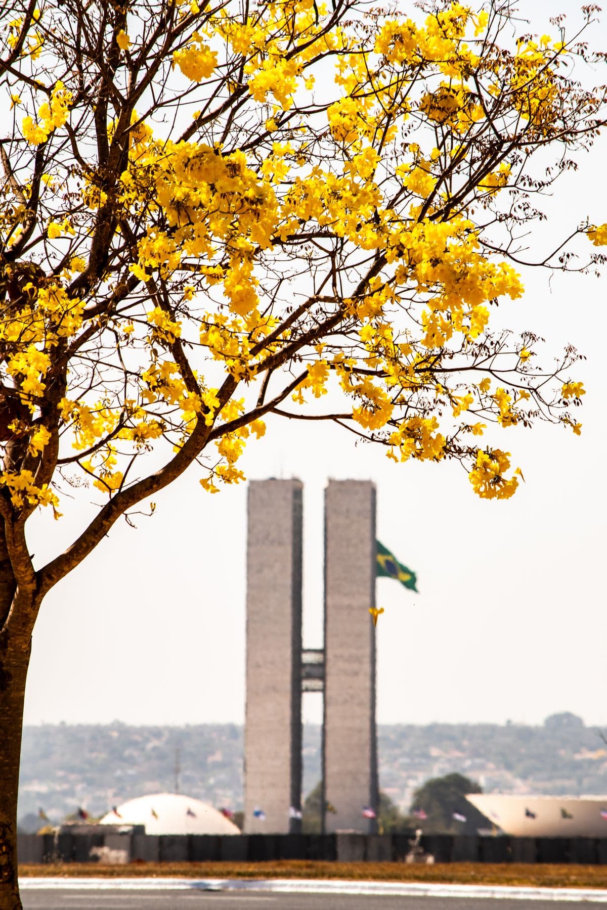 Congresso Nacional em Brasília emoldurado por um ipê amarelo